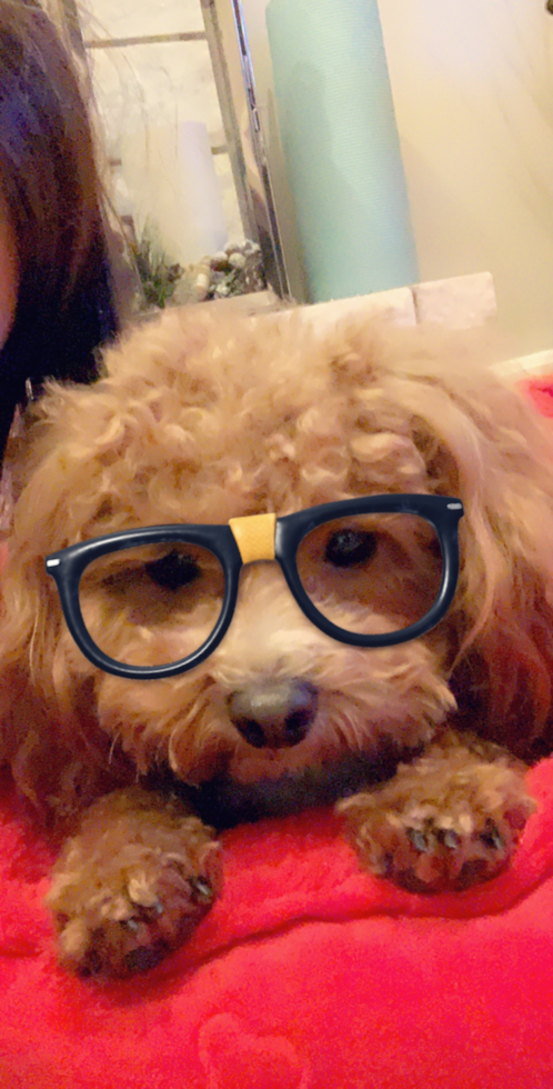 Energetic Poodle Pup in