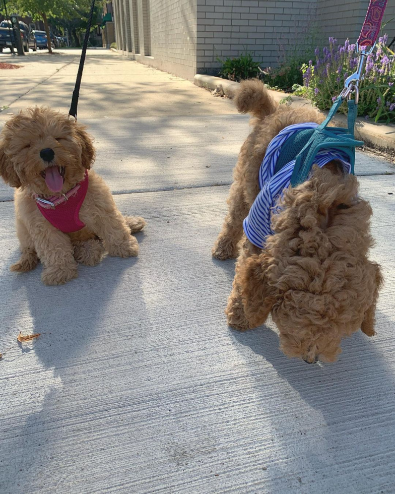 Popular Cavapoo Poodle Mix Pup