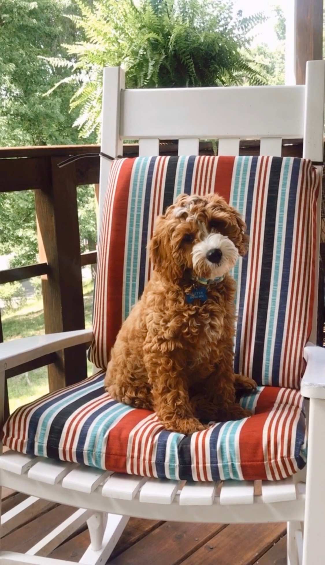 Cavapoo Puppy for Adoption