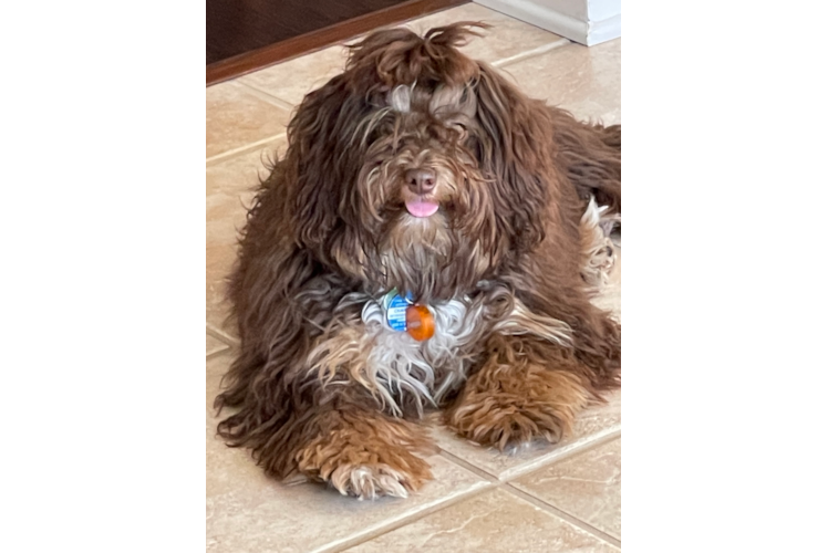 Adorable Aussiepoo Poodle Mix Puppy