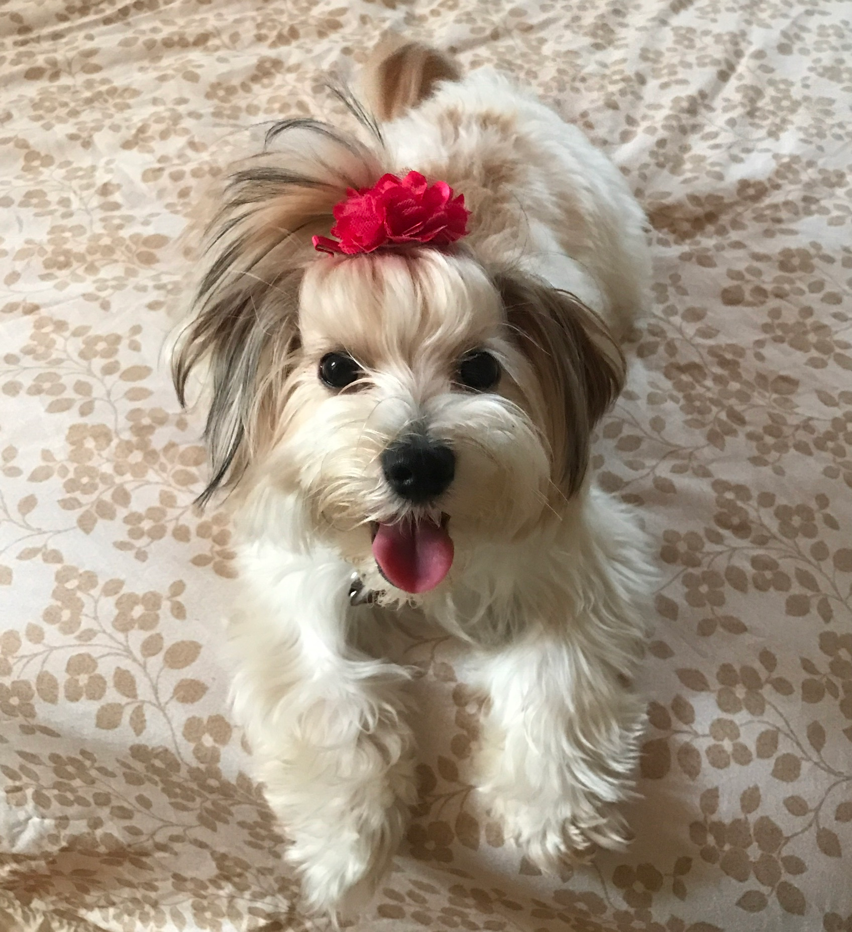 Hypoallergenic Yorkie Designer Puppy