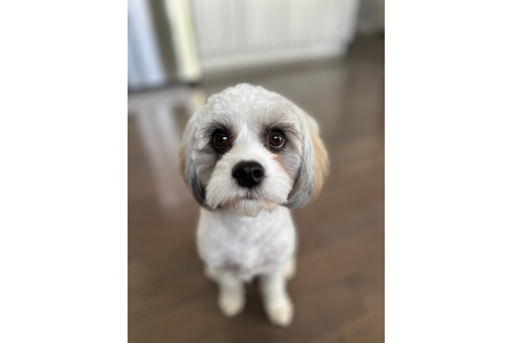 Cavapoo Puppy for Adoption