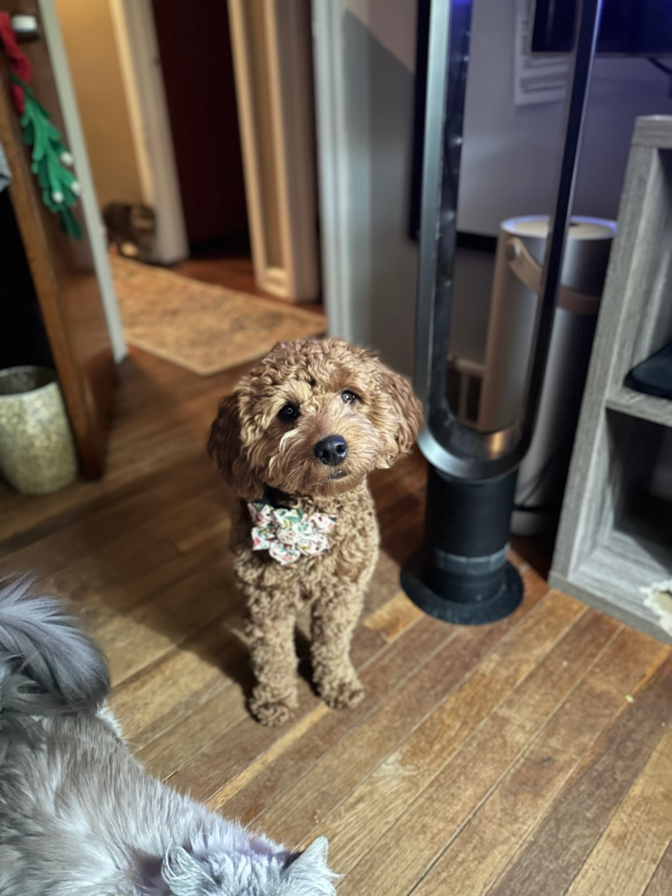 Mini Goldendoodle Pup