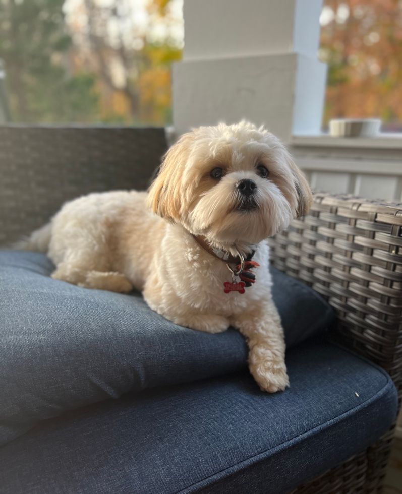 Funny Shih Poo Poodle Mix Pup