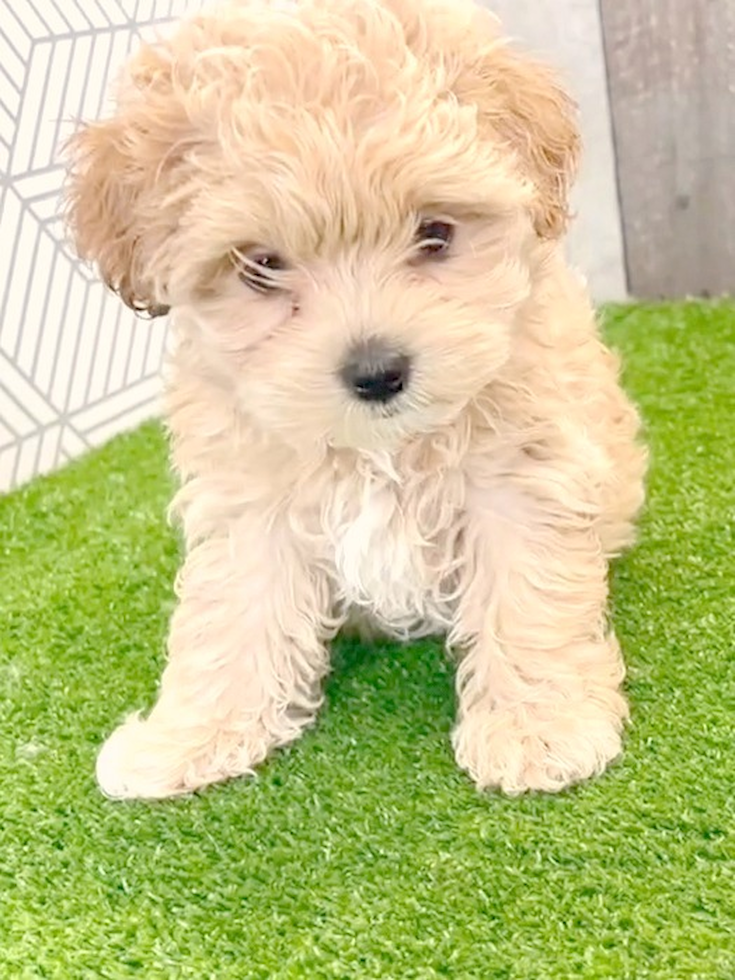 Cute Maltipoo Pup