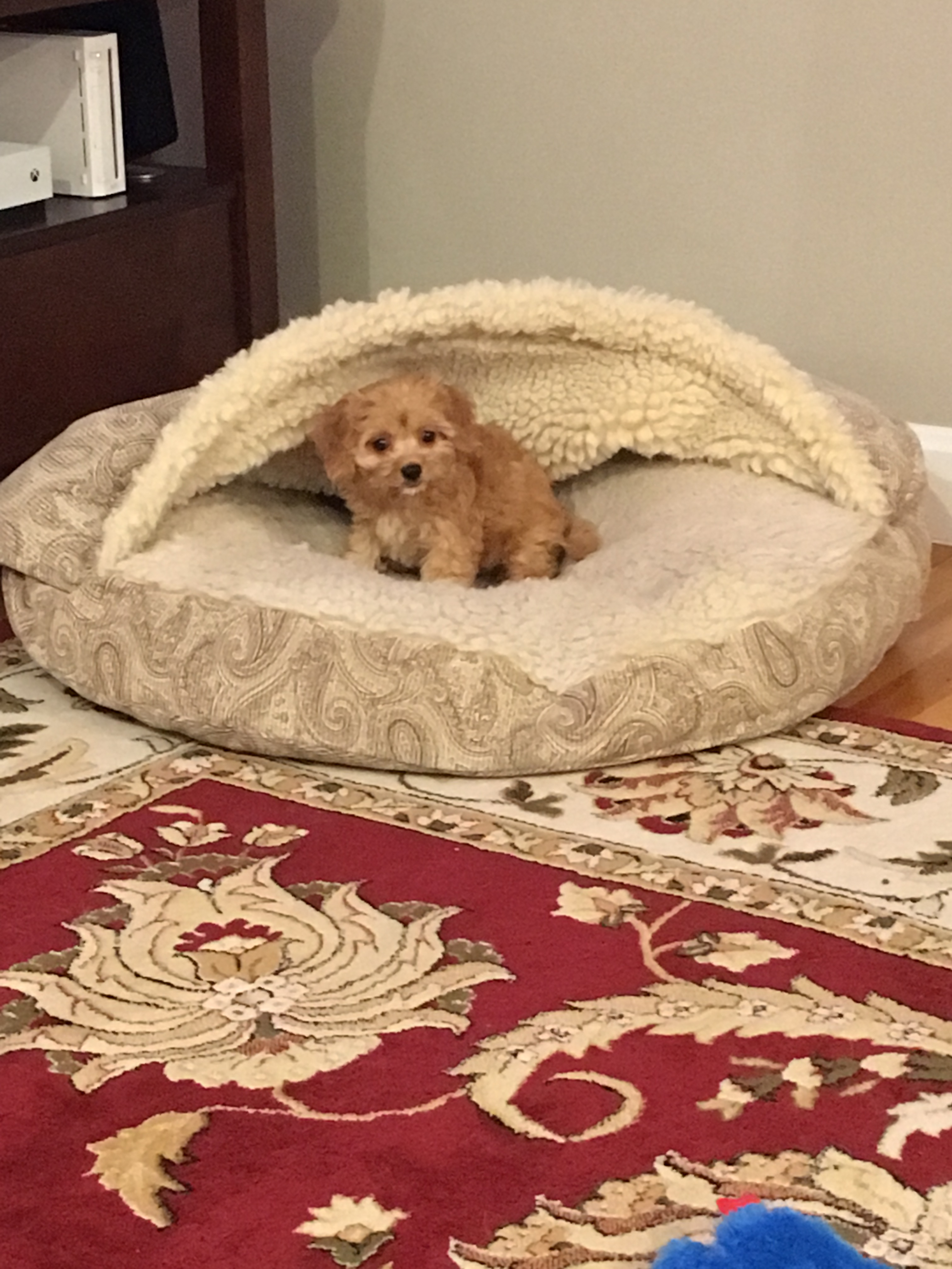 Cavachon Pup Being Cute