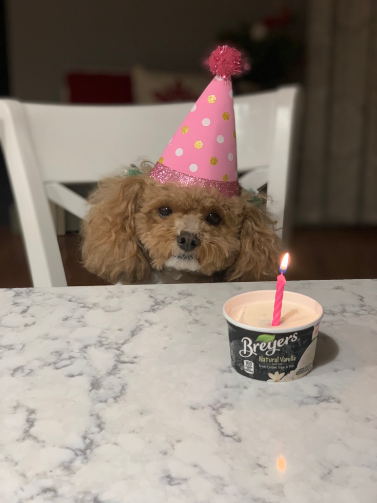 Happy Pudle Purebred Pup