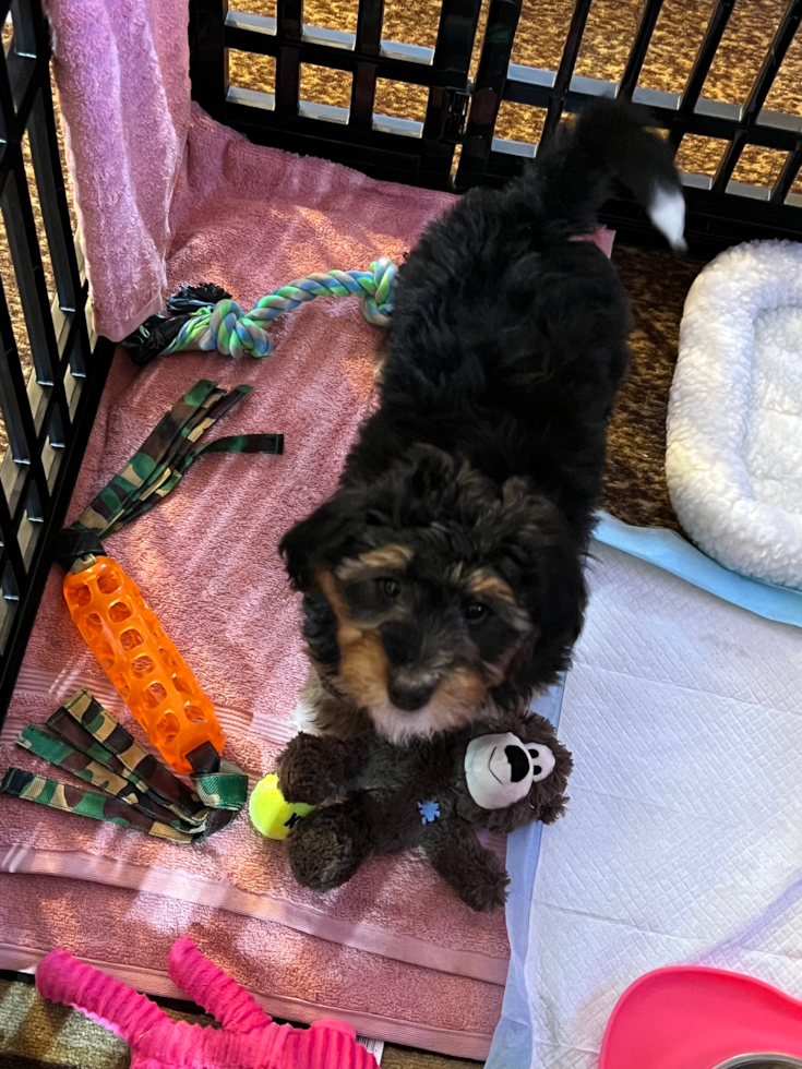 Petite Mini Bernedoodle Poodle Mix Pup