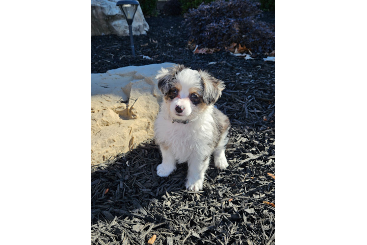 Aussiechon Puppy for Adoption