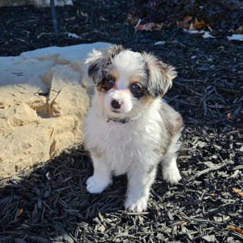 Sweet Aussiechon Pup