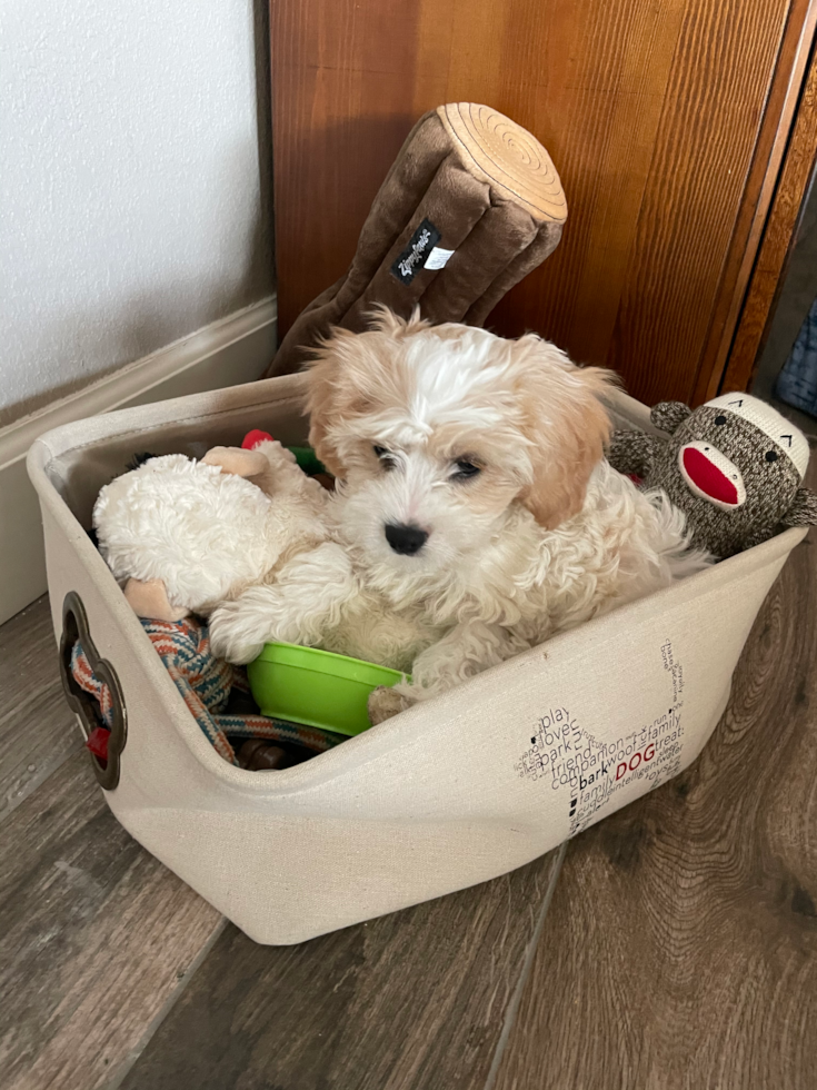 Happy Cavachon Pup in Anaheim CA