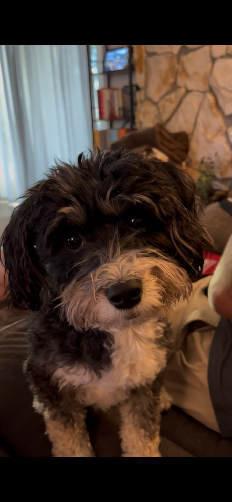 Aussiechon Being Cute