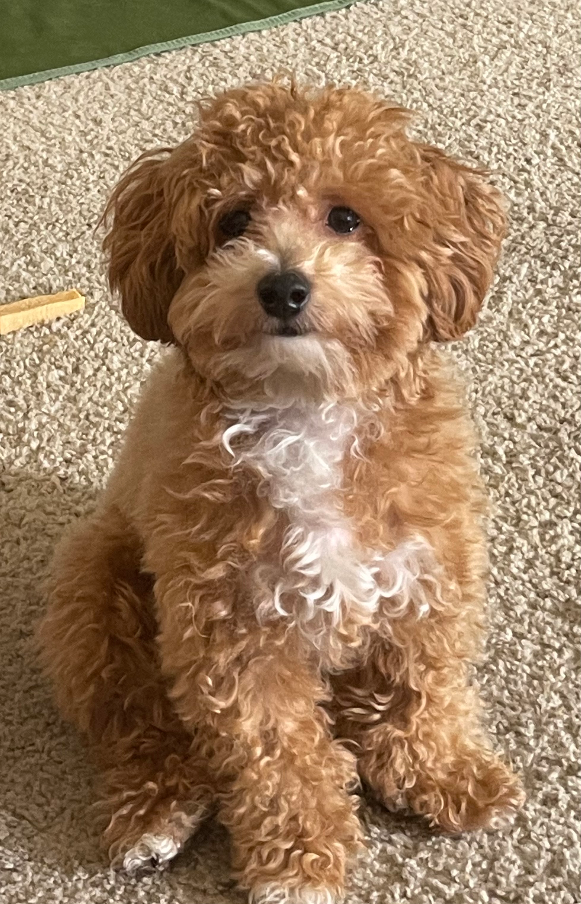 Cute Poochon Baby