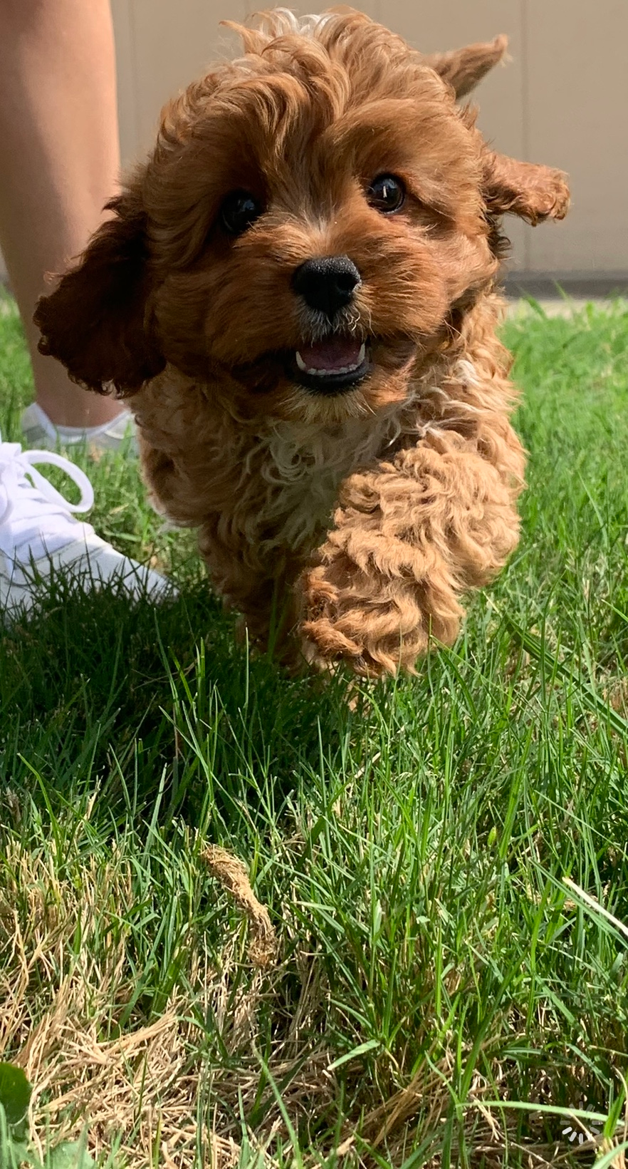 Energetic Cavoodle Poodle Mix Puppy