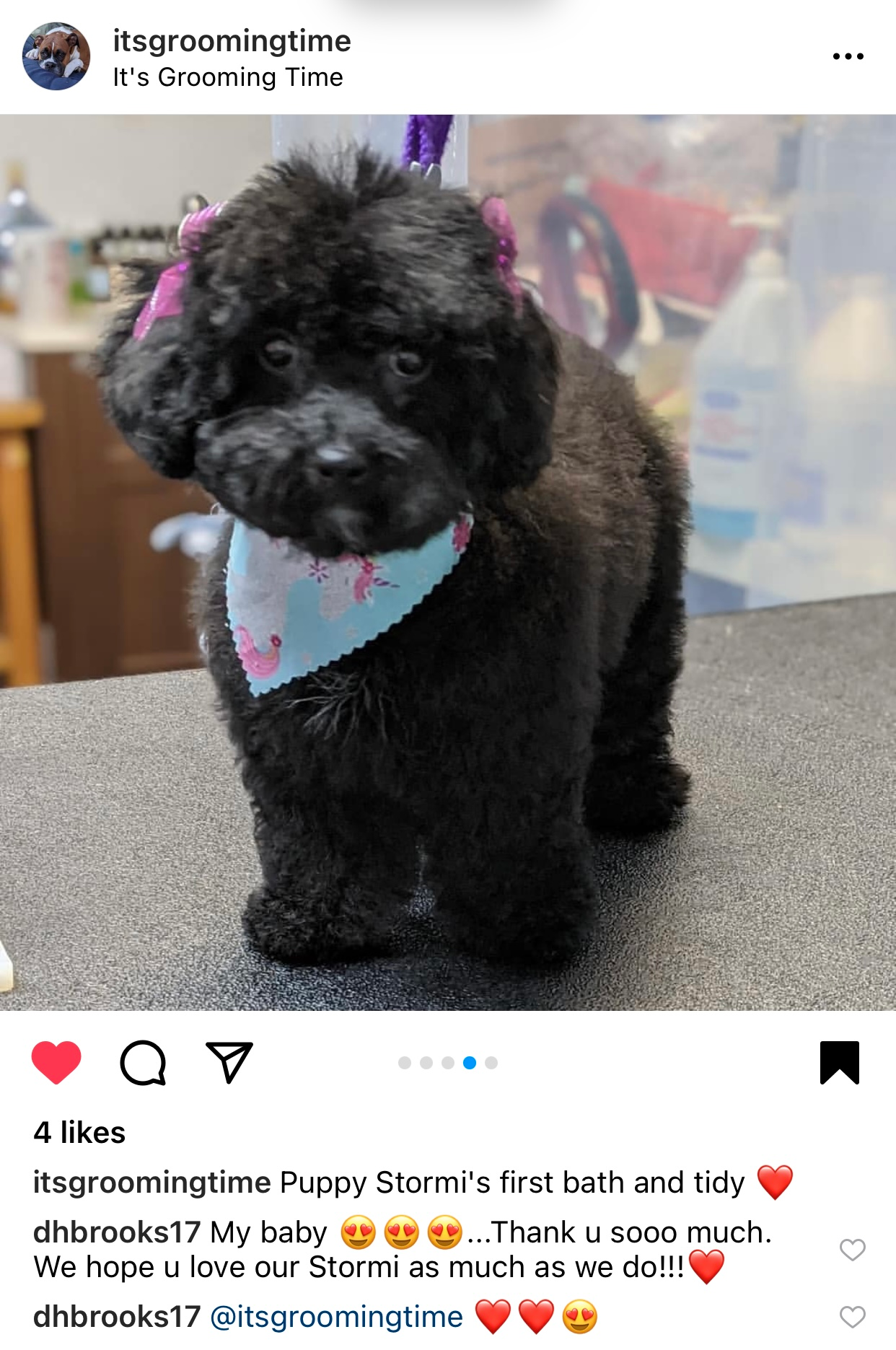Best Poodle Baby