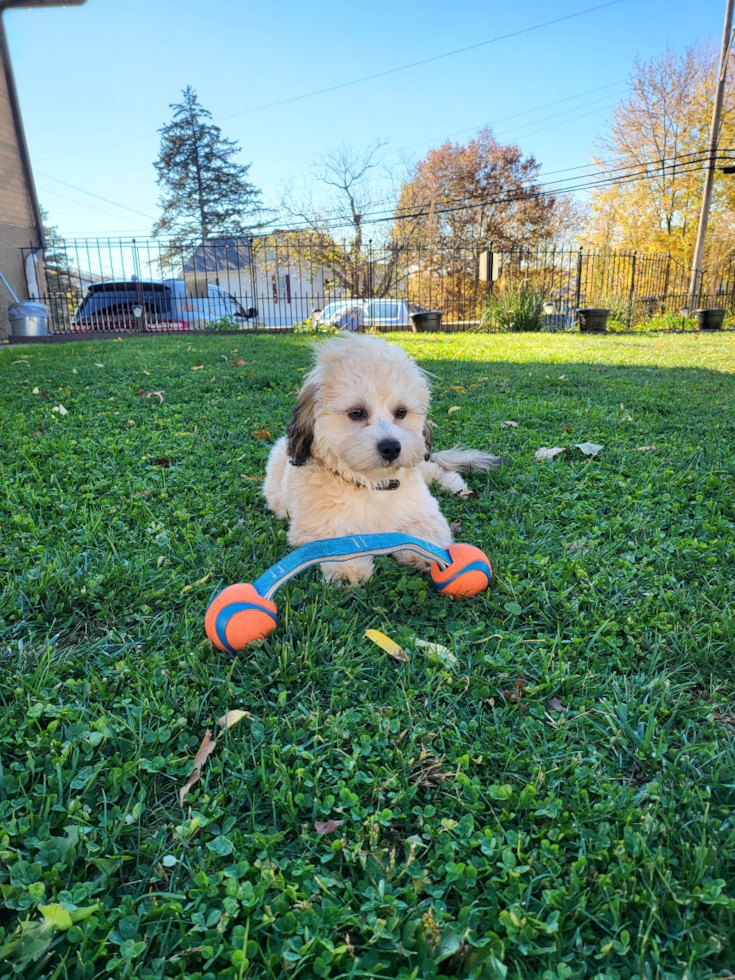 Sweet Teddy Bear Pup