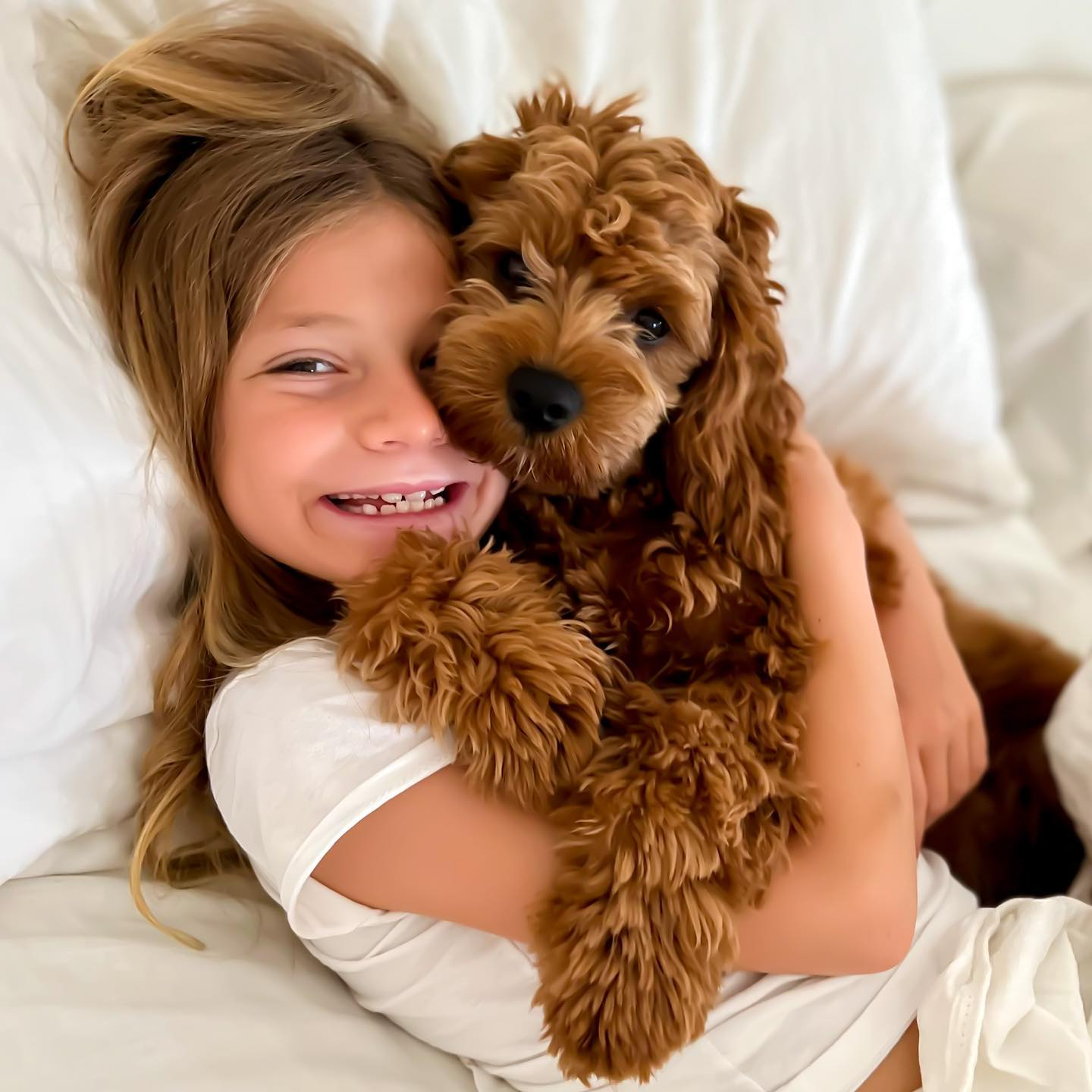 Best Cavapoo Baby