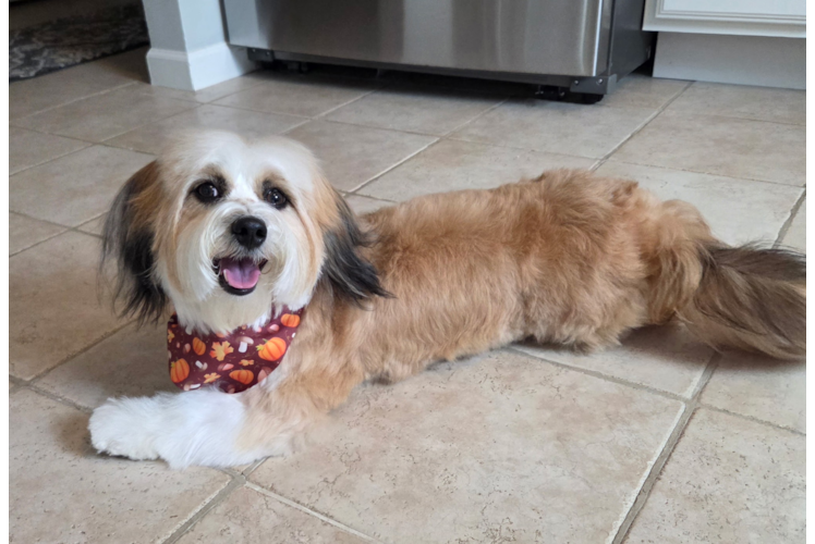 Happy Aussiechon Baby