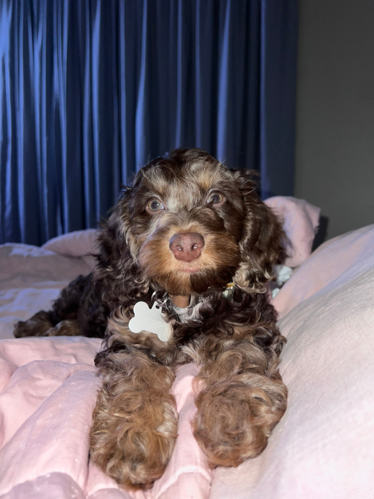 Energetic Cockerpoo Poodle Mix Pup