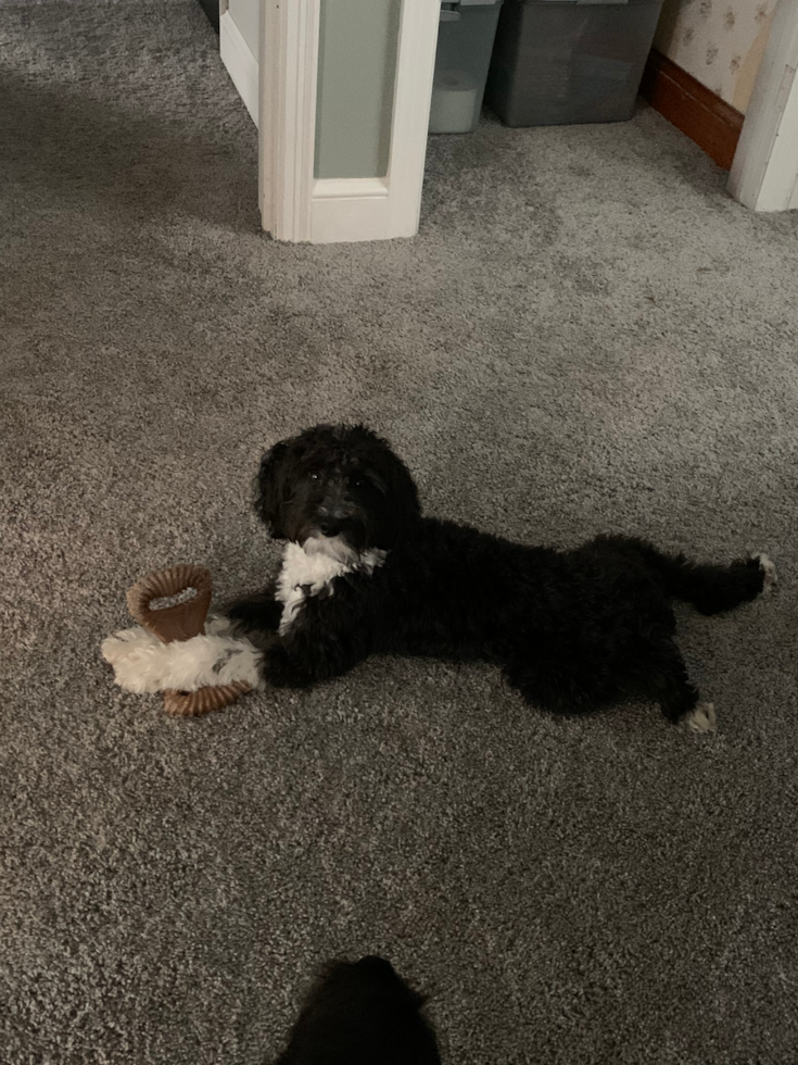 Sweet Mini Aussiedoodle Pup