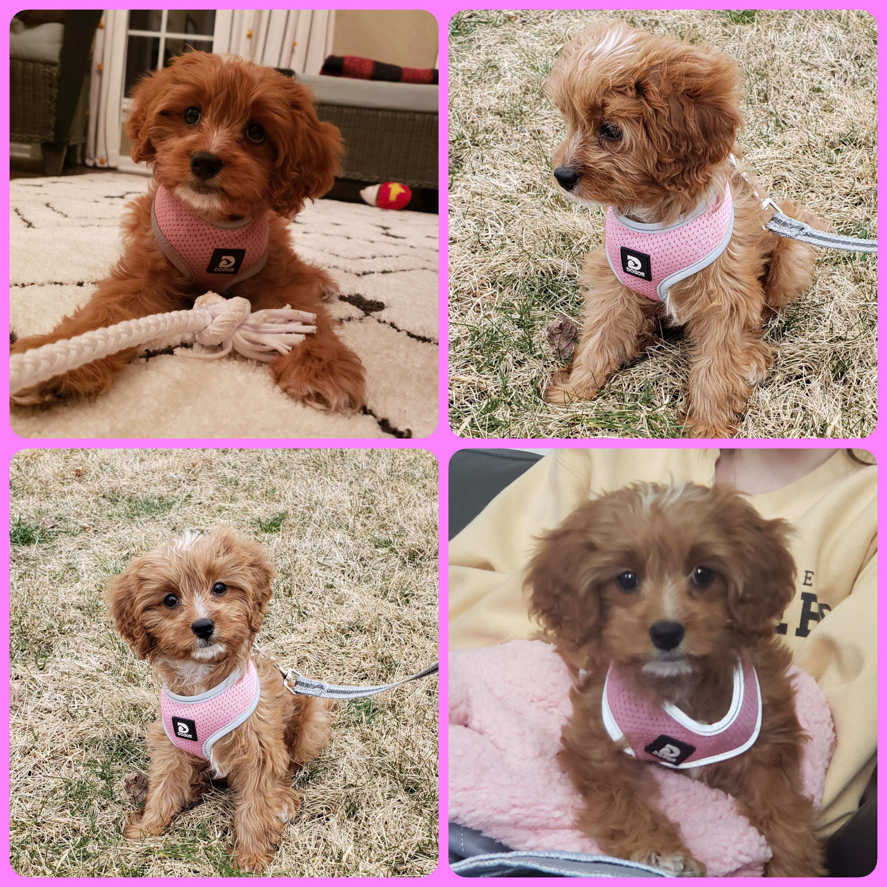 Cavapoo Pup Being Cute