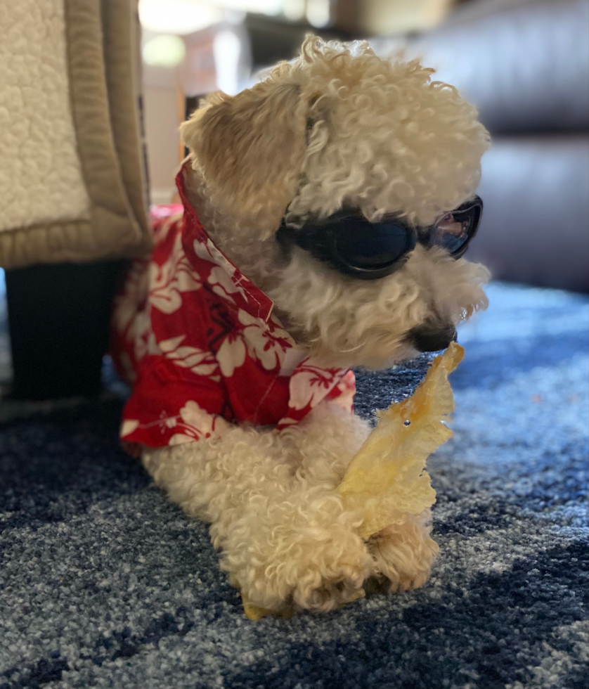 Energetic Bichpoo Poodle Mix Pup