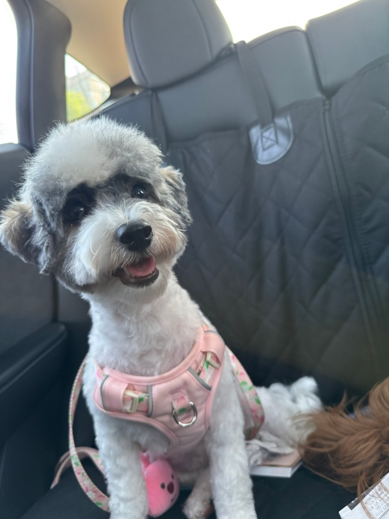Havapoo Pup Being Cute
