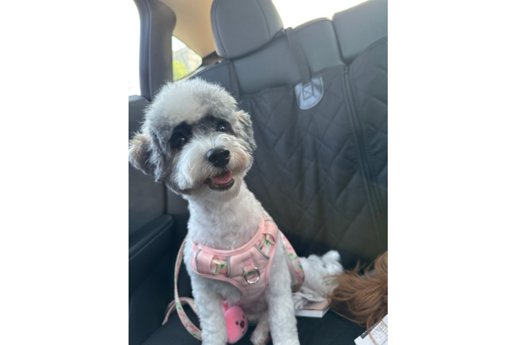 Havapoo Pup Being Cute