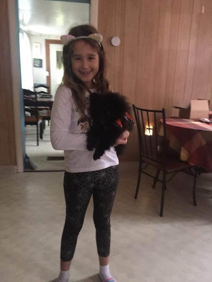 Popular Pomeranian Purebred Pup