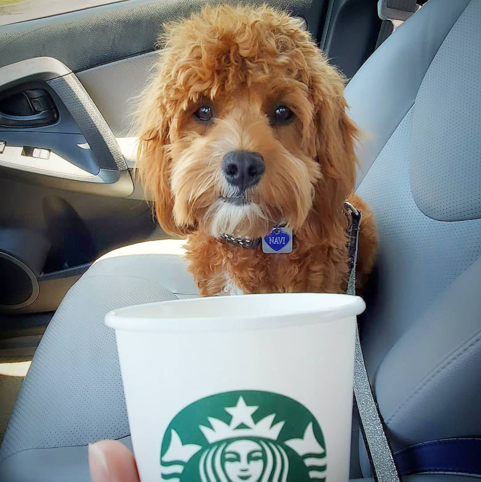 Adorable Cavoodle Poodle Mix Pup