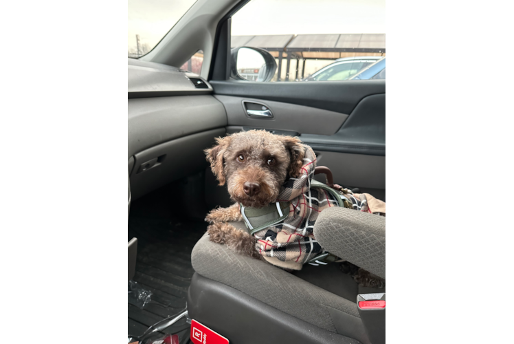Fluffy Mini Labradoodle Poodle Mix Pup