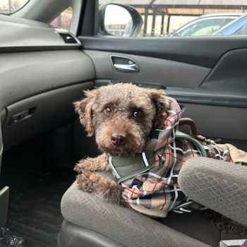 Mini Labradoodle Pup