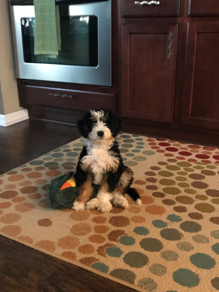 Happy Mini Bernedoodle Pup