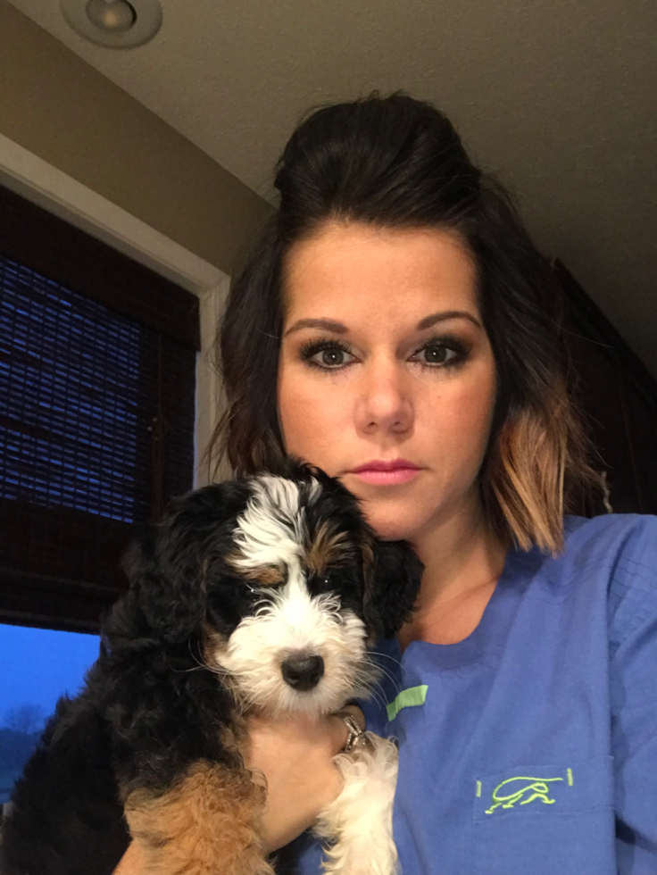 Mini Bernedoodle Being Cute