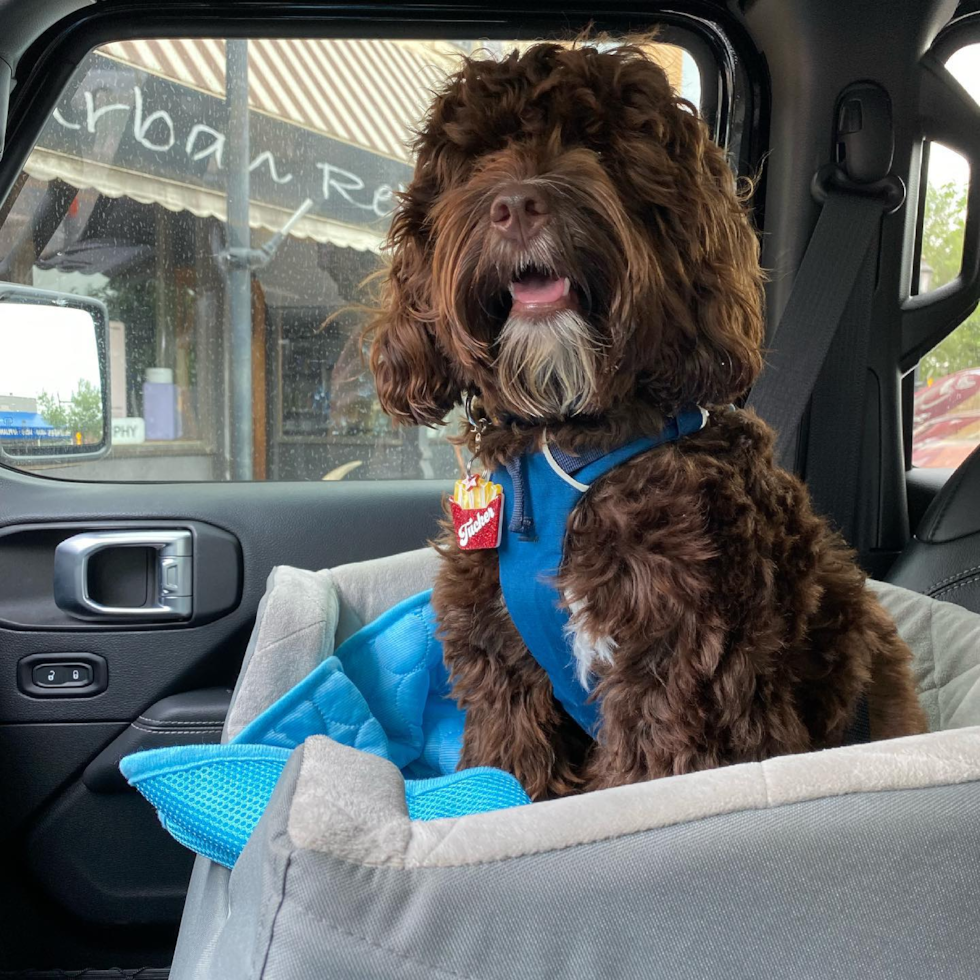 Playful Cockerpoo Poodle Mix Pup