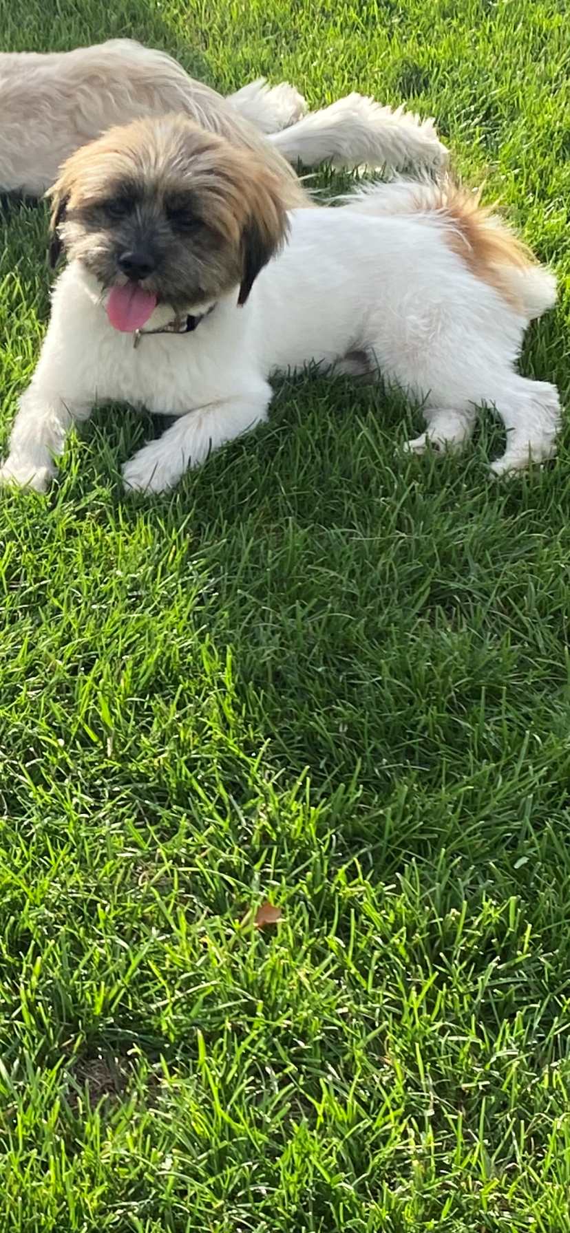 Little Pomatzu Designer Puppy