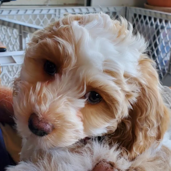 Cute Cockapoo Pup in