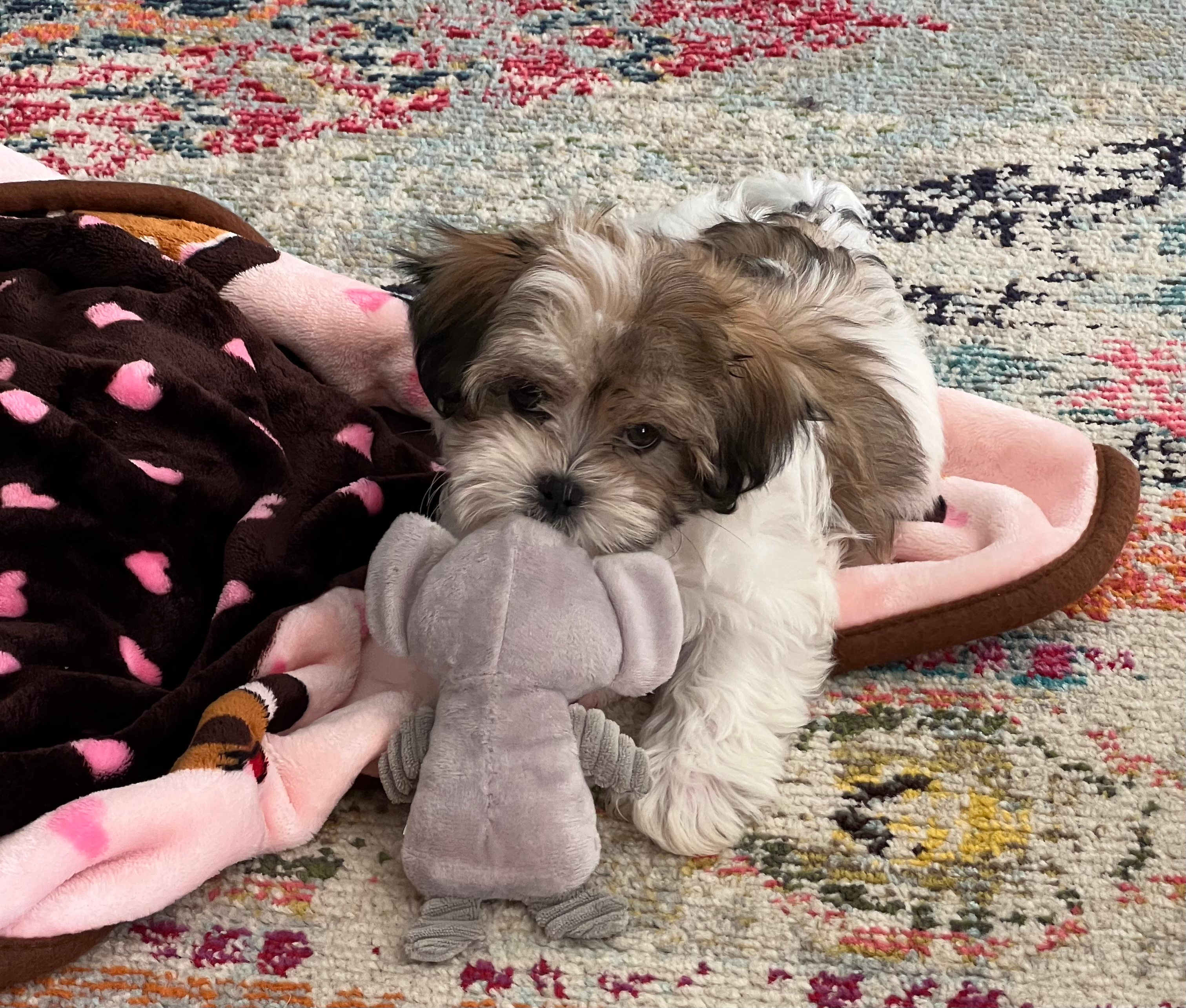 Fluffy Teddy Bear Designer Pup