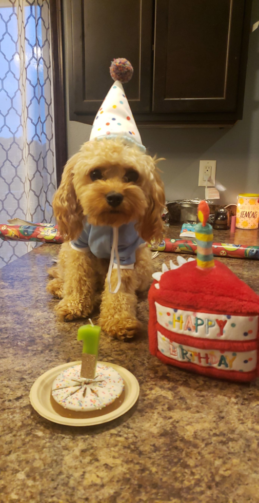 Happy Cavapoo Pup