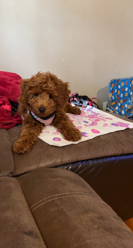 Energetic Golden Retriever Poodle Mix Pup