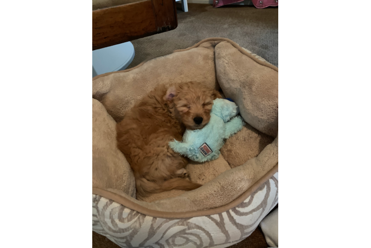 Petite Mini Goldendoodle Poodle Mix Pup