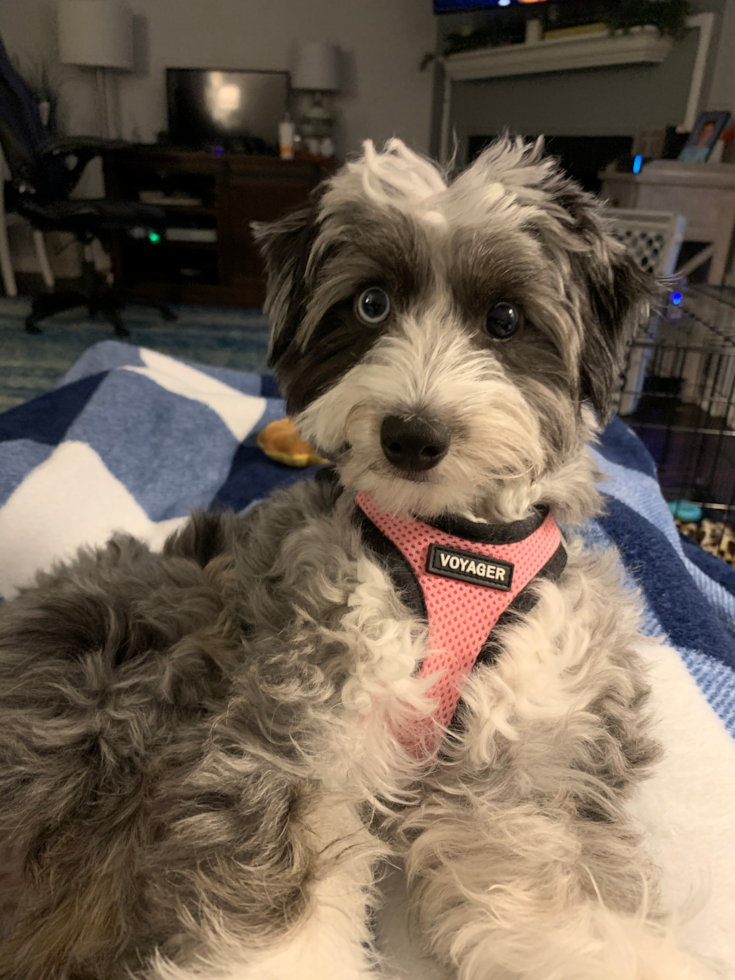 Playful Aussiepoo Poodle Mix Pup