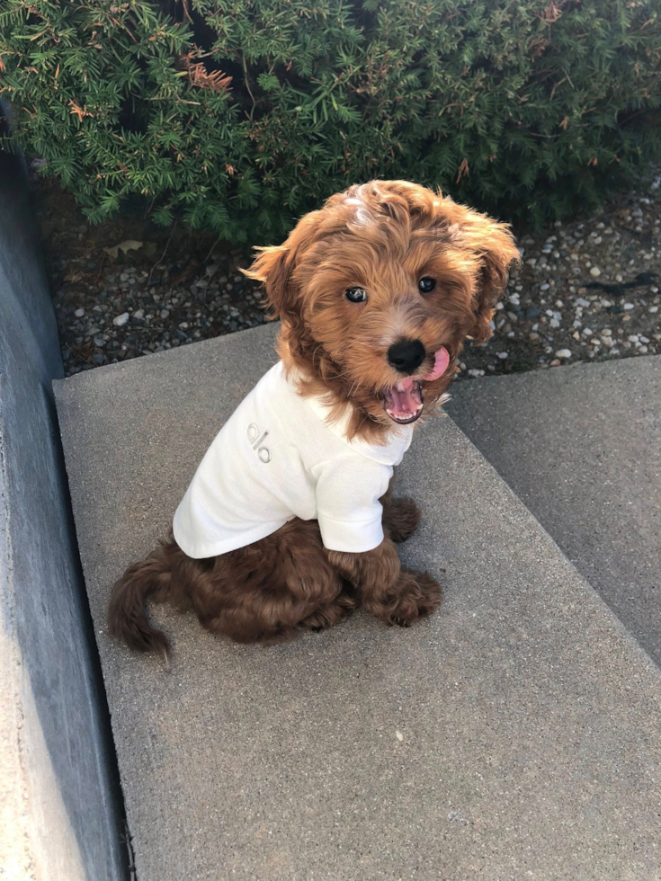 Friendly Mini Irish Doodle Pup