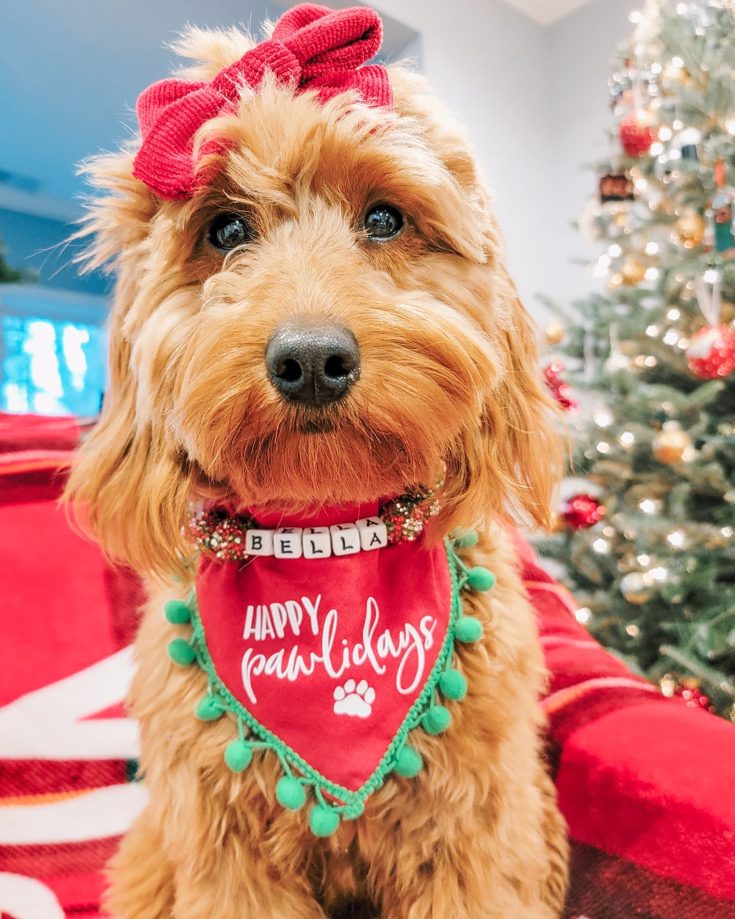 Mini Goldendoodle Pup Being Cute