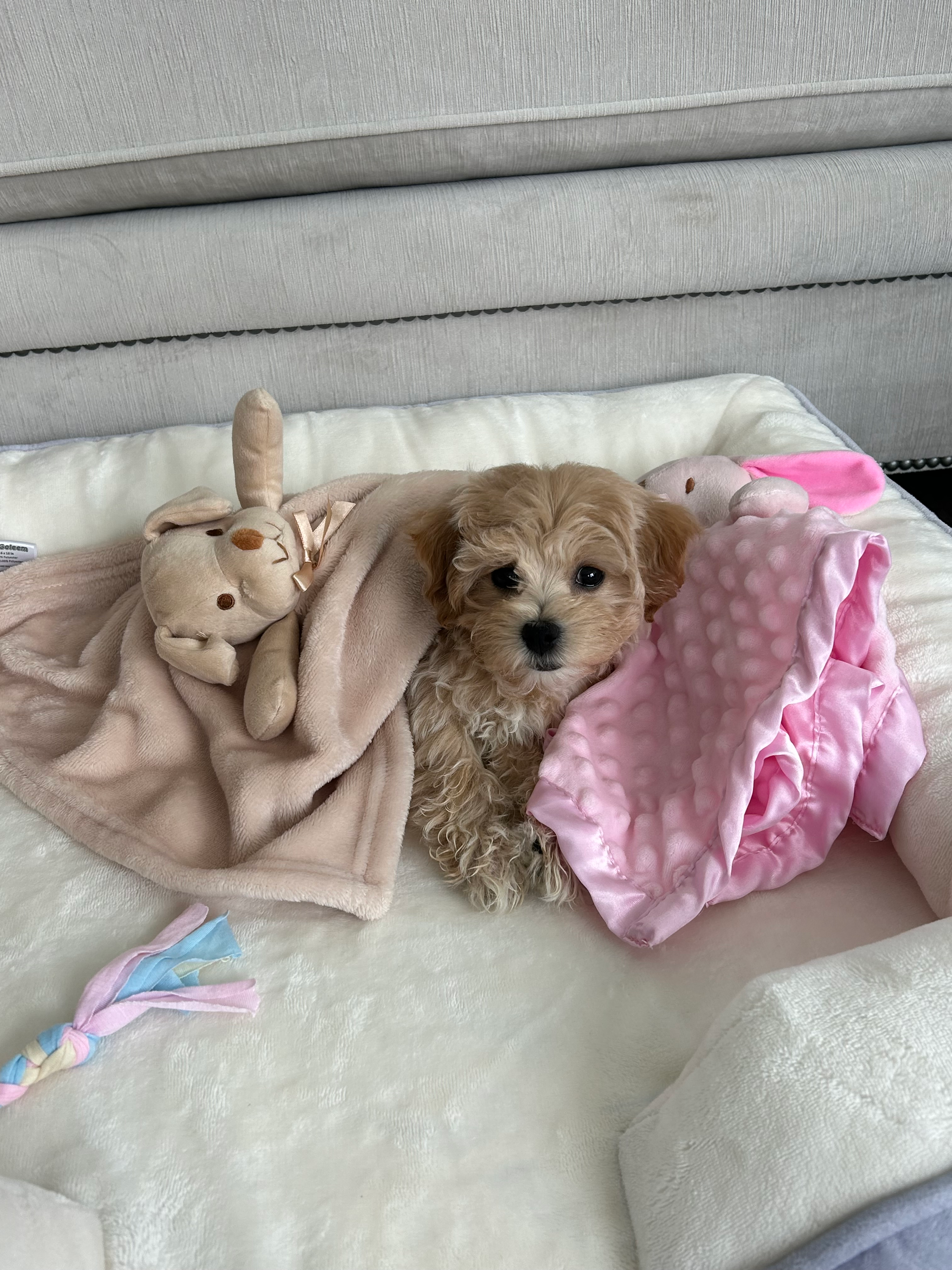 Popular Maltipoo Poodle Mix Pup