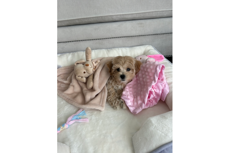 Popular Maltipoo Poodle Mix Pup