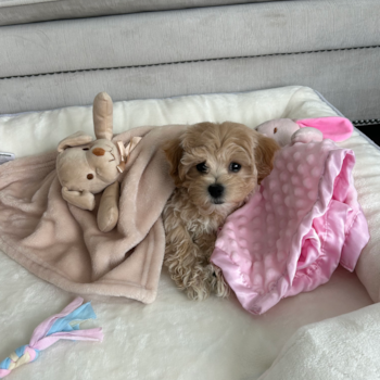 Little Maltepoo Poodle Mix Pup
