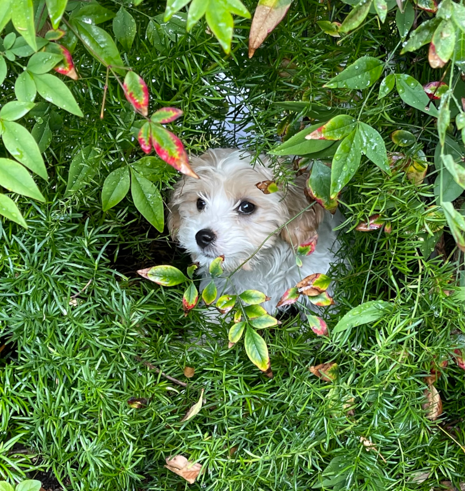 Anaheim Cavachon Pup