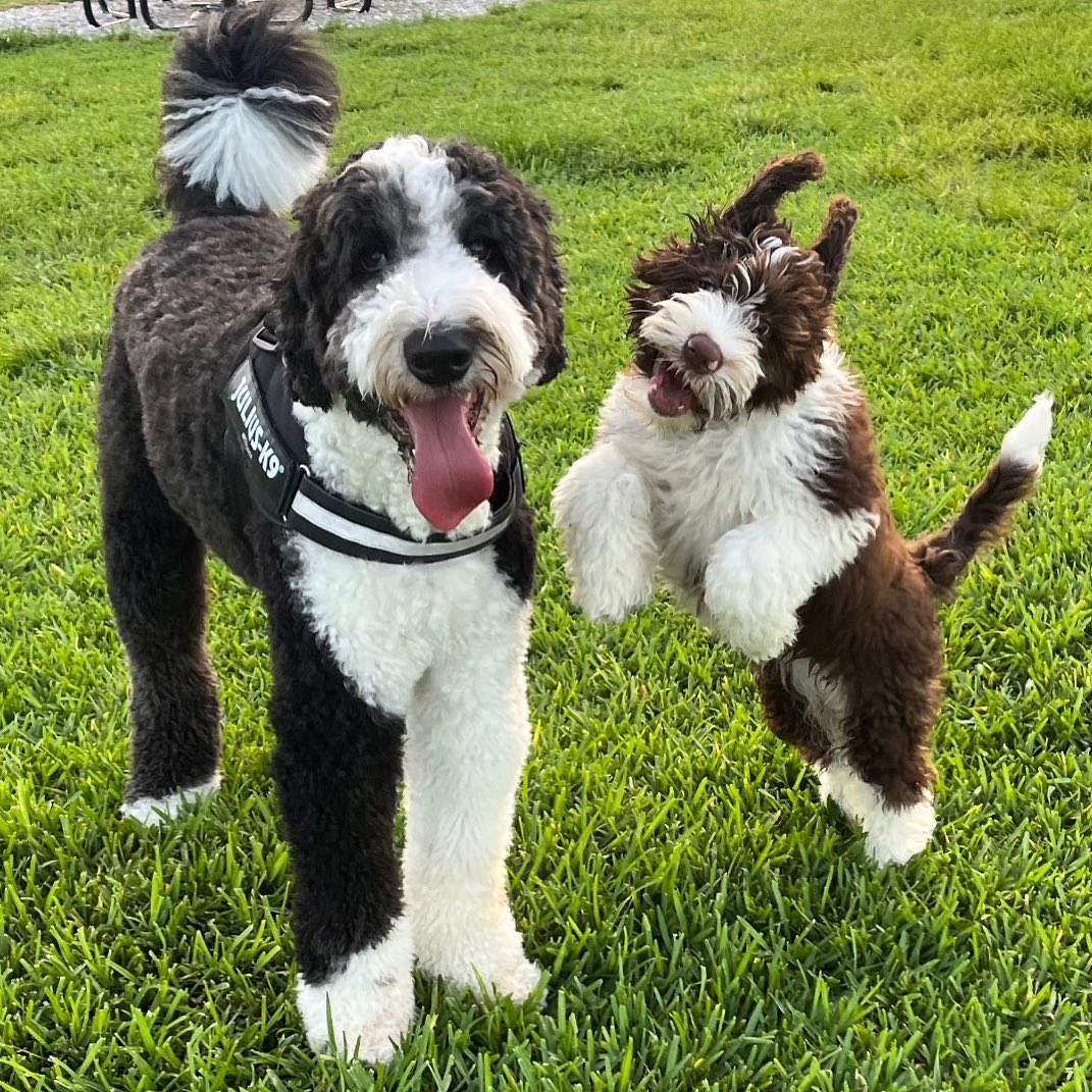 Popular Portuguese Water Dog Baby