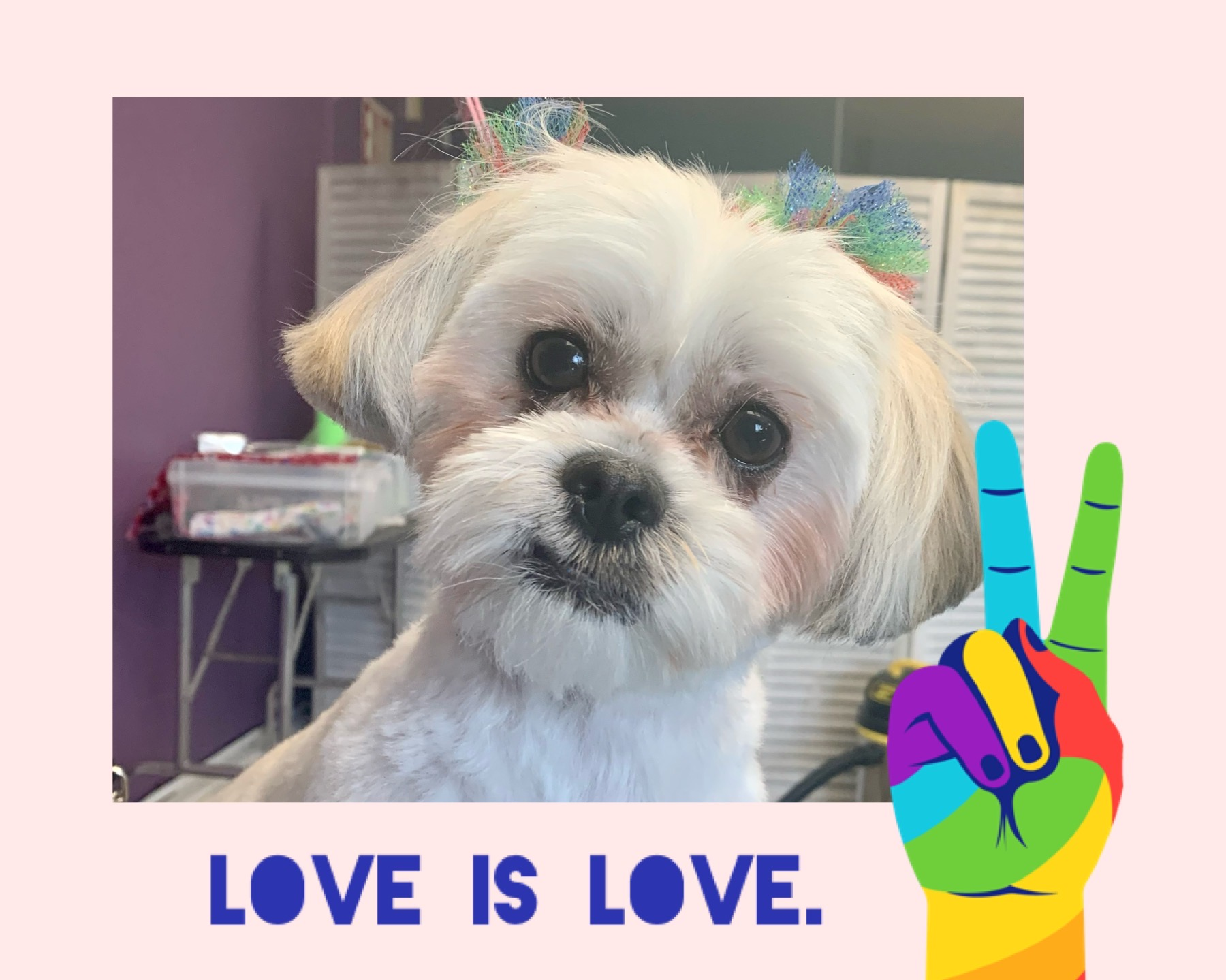 Funny Teddy Bear Designer Pup